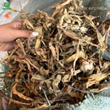 Kiểm tra độ khô và sạch của dược liệu trinh nữ hoàng cung trước khi đóng gói