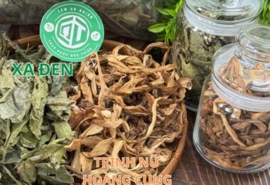 Trinh Nữ Hoàng Cung Xạ Đen Có Kết Hợp Được Không? Đặc Điểm Và Cách Sử Dụng