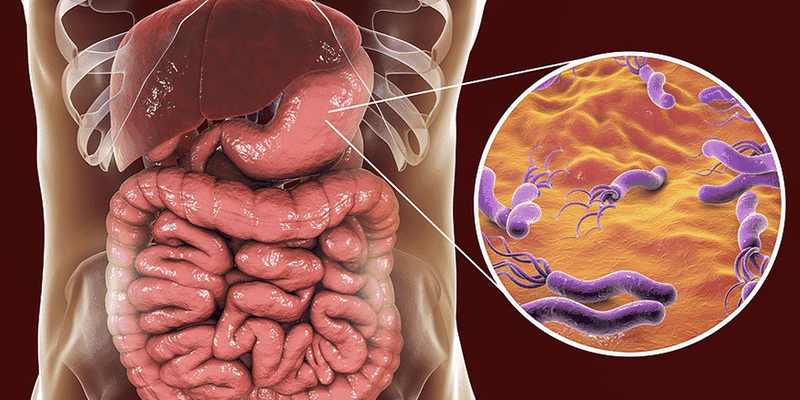 Vi khuẩn HP trú ngụ trong dạ dày ở người gây ra các bệnh dạ dày