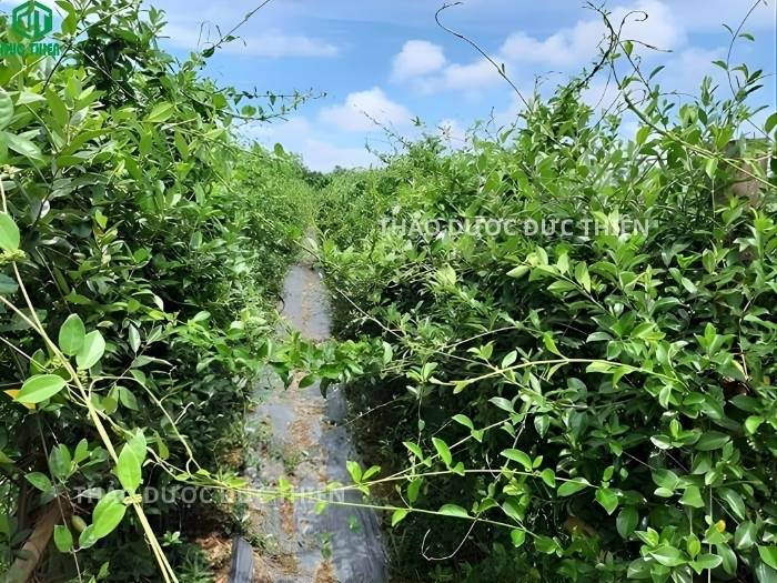 Vườn trồng cây thìa canh theo tiêu chuẩn organic sạch, không thuốc trừ sâu tại vùng dược liệu