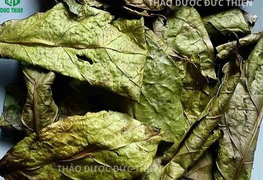 Lá Xạ Đen Dùng Tươi Hay Khô Tốt Hơn? Cách Chọn Và Dùng Lá Xạ Đen Hòa Bình
