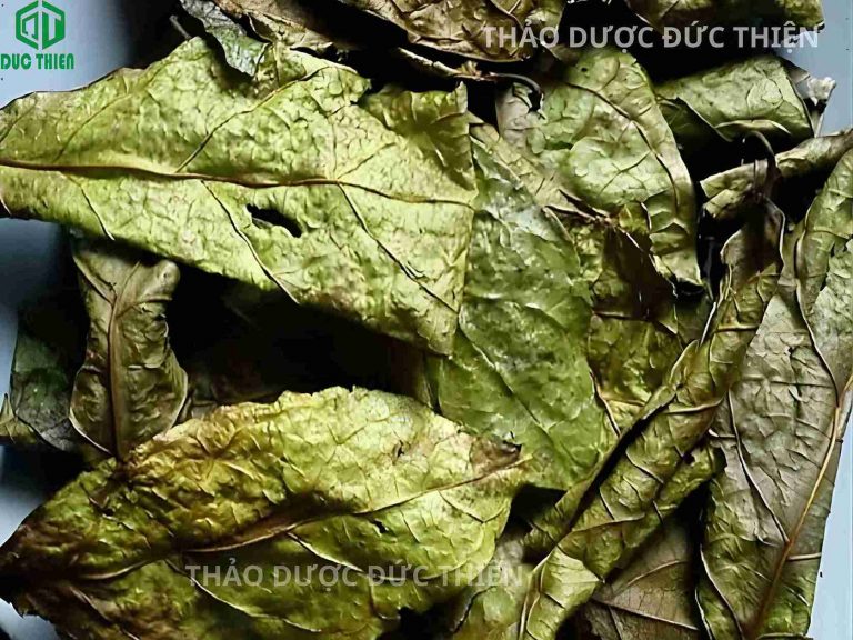 Sản phẩm lá xạ đen khô Hòa Bình chuẩn gốc, phơi sấy tự nhiên, đóng gói sạch sẽ tại Đức Thiện