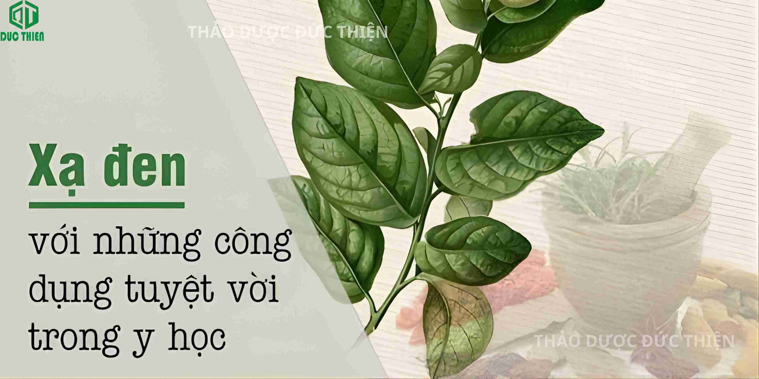 Xạ đen được y học chứng minh là có khả năng chữa các bệnh như ung thư, gan, u bướu