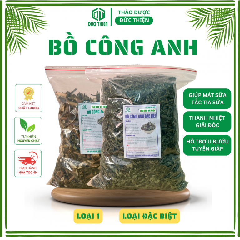 Bồ công anh – thảo dược thanh nhiệt, giải độc