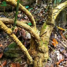 Hình ảnh gốc cây ba kích tím rừng già lâu năm khai thác ngoài tự nhiên