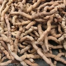 Kho sấy ba kích tím khô số lượng lớn tại xưởng Thảo Dược Đức Thiện đảm bảo nguồn cung ổn định