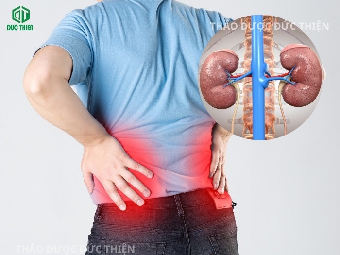 Công dụng rượu ba kích hỗ trợ bổ thận tráng dương và trị đau lưng mỏi gối hiệu quả