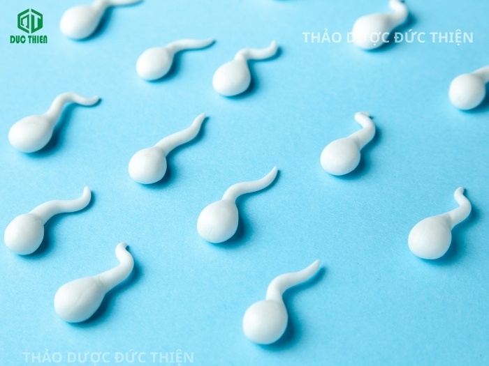 Tác dụng của ba kích tím giúp cải thiện số lượng và chất lượng tinh trùng cho người hiếm muộn