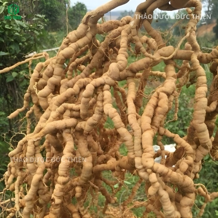 Hình ảnh chùm củ ba kích tươi rừng tự nhiên với hình dáng ruột gà xoắn đặc trưng