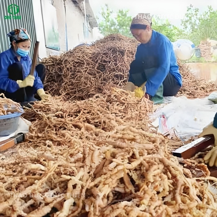 Quy trình sơ chế và rút lõi ba kích tím thủ công loại bỏ độc tố tại xưởng Đức Thiện