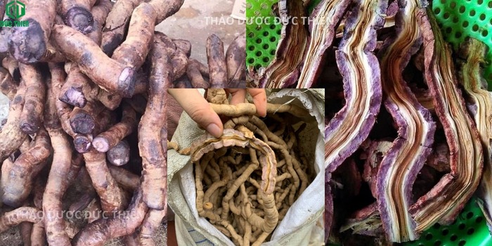 Cách nhận biết củ ba kích tím Quảng Ninh chuẩn qua màu sắc thịt củ tím sẫm tự nhiên