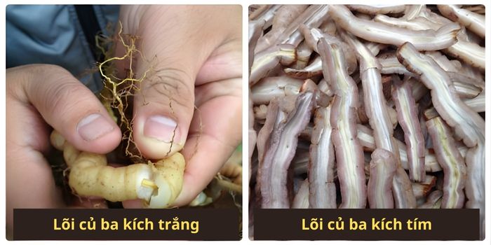 Hình ảnh so sánh cách phân biệt ba kích tím và ba kích trắng qua màu sắc lõi củ