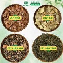 Bài thuốc nam 4 vị chữa suy thận nổi tiếng: Cây Quýt Gai kết hợp với Cây Nổ, Cây Mực và Cây Muối
