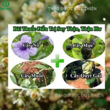 Bài thuốc nam 4 vị chữa bệnh thận, thận hư, thận yếu: Cây muối kết hợp với Cây mực, Cây nổ và Quýt gai
