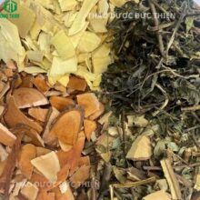 Bài thuốc nam 4 vị chữa bệnh thận: Cây muối kết hợp với Cây mực, Cây nổ và Quýt gai