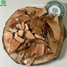 Cận cảnh thớ gỗ cây muối rừng chuẩn: Lát cắt dày, chắc thịt, lõi gỗ màu trắng ngà, vỏ nâu xám