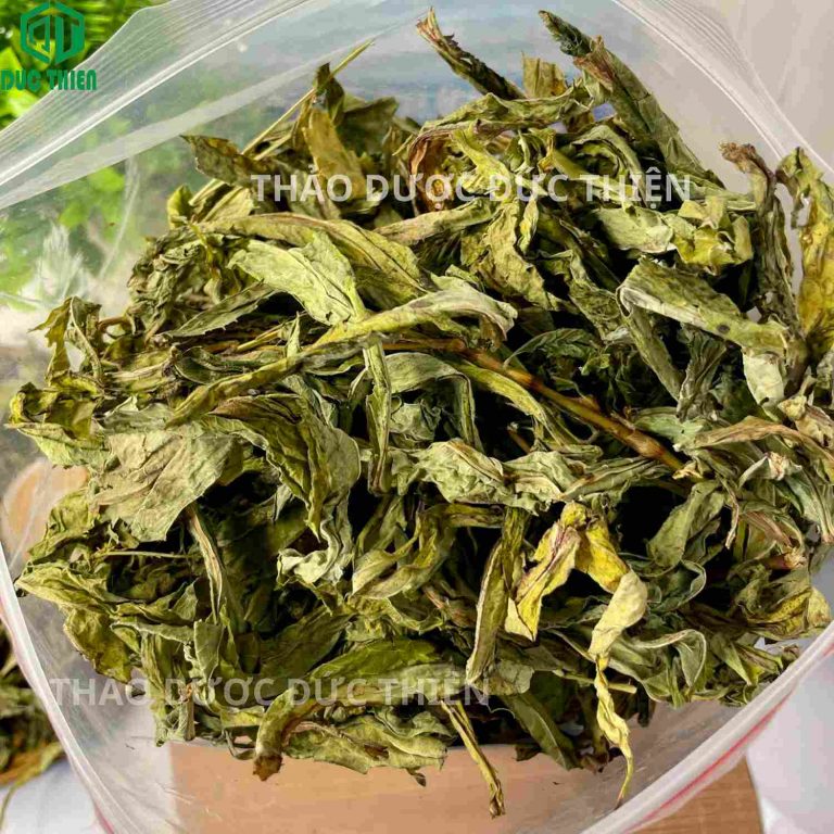Cận cảnh lá bồ công anh khô loại 1, lá to dài nguyên vẹn, không bị vụn nát