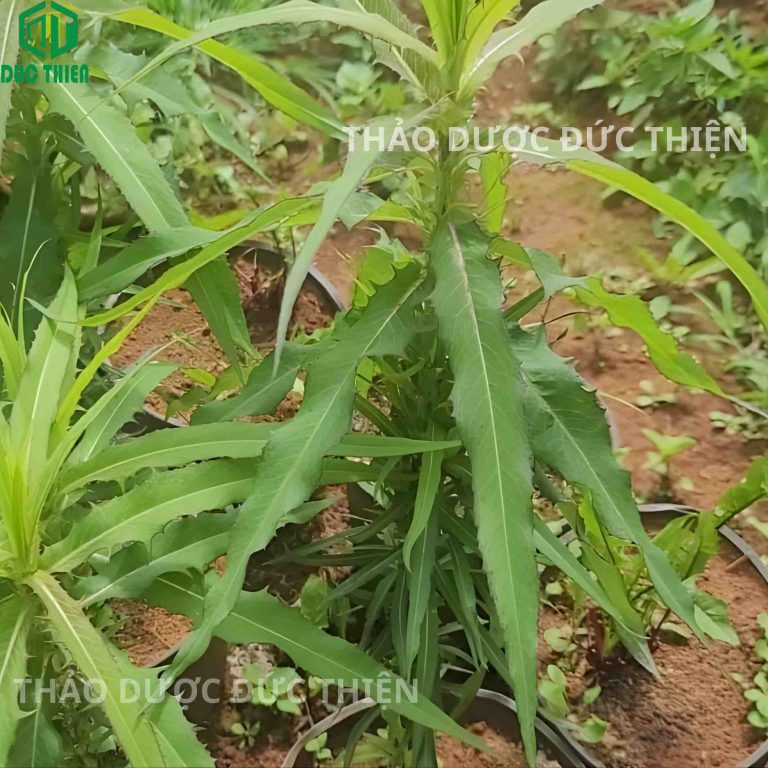 cây bồ công anh loại Việt Nam ngoài tự nhiên