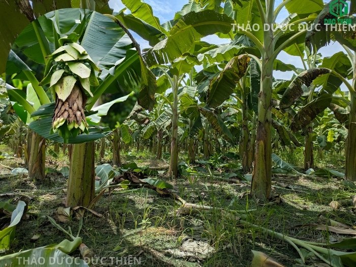 Vùng nguyên liệu cây chuối hột rừng tự nhiên bạt ngàn tại Tây Nguyên được Đức Thiện thu hái để làm thuốc.