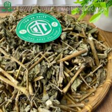 Mua cây cỏ xước (Ngưu Tất Nam) uy tín tại TP.HCM - Thảo Dược Đức Thiện.