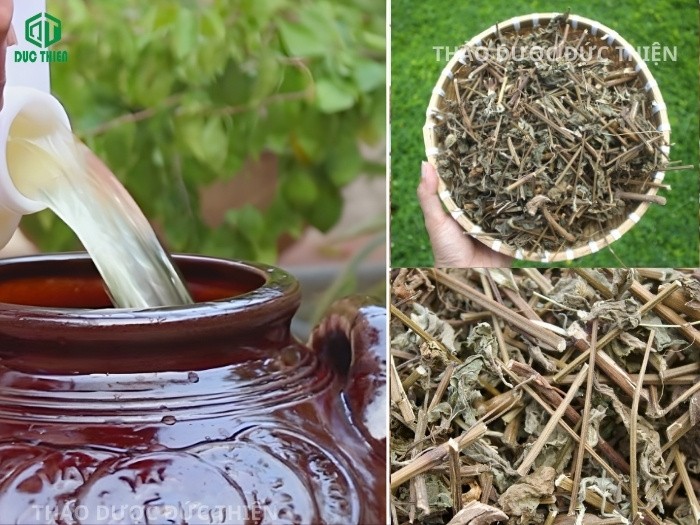 Cách ngâm rượu cây cỏ xước khô hỗ trợ điều trị bệnh xương khớp hiệu quả.