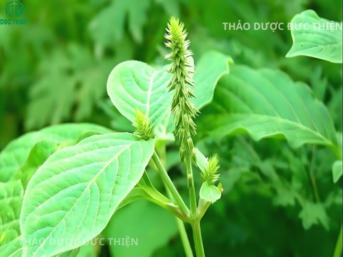 Hình ảnh cây cỏ xước tươi (Achyranthes aspera) mọc hoang ngoài tự nhiên để nhận biết.