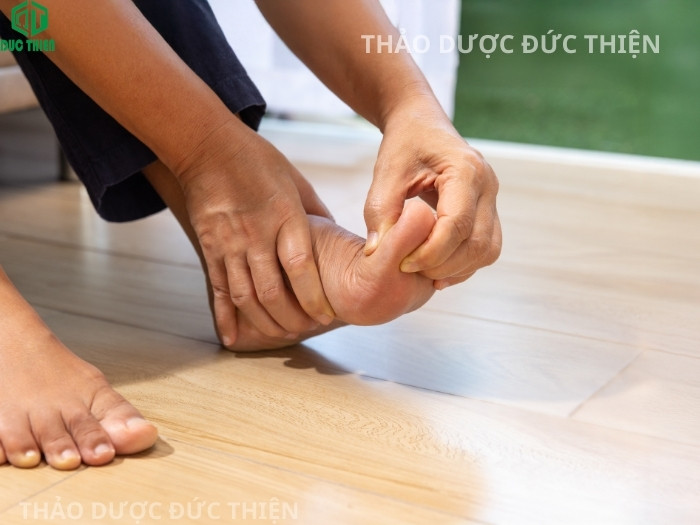 Cây mật nhân có tác dụng hỗ trợ điều trị bệnh Gout và giảm đau nhức xương khớp hiệu quả