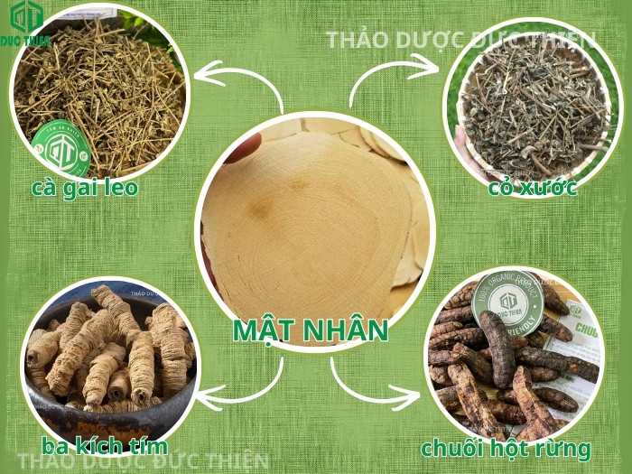 Các vị thuốc nam kết hợp với mật nhân như cà gai leo chuối hột rừng giúp tăng hiệu quả chữa bệnh