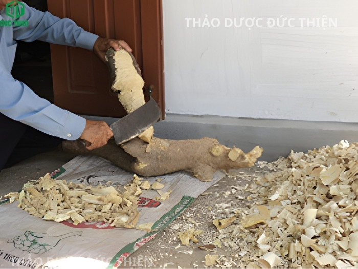 Quy trình chặt thái thủ công rễ cây mật nhân (bá bệnh) tươi nguyên chất mới khai thác từ rừng