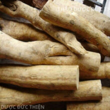 Hình ảnh các khúc rễ cây mật nhân rừng già nguyên khối chưa sơ chế có dược tính mạnh