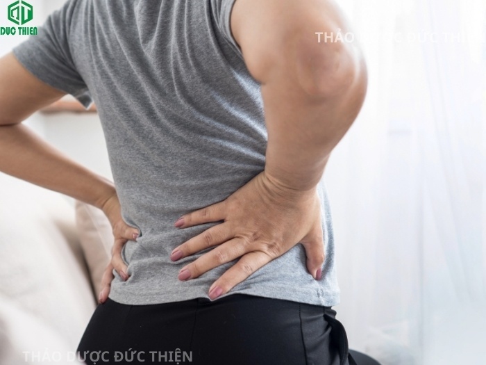 Người bị đau lưng nhức mỏi cột sống nên sử dụng rượu chuối hột rừng để xoa bóp và uống hỗ trợ giảm đau hiệu quả.