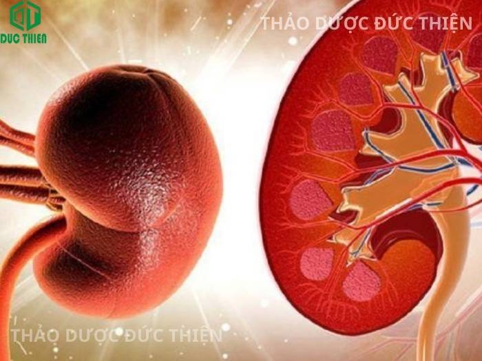 Công dụng của cây muối trong việc hỗ trợ trị thận, thận hư, thận suy yếu