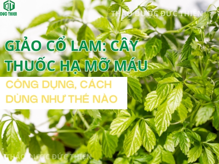Hình ảnh cây giảo cổ lam tươi (Cỏ Thần Kỳ) mọc tự nhiên tại vùng núi Phanxipang