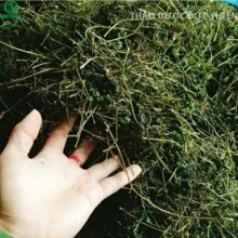 Uống nước giảo cổ lam hàng ngày hỗ trợ giảm cân và chống lão hóa da cho phụ nữ