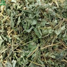 Giảo cổ lam khô sạch thơm tại Thảo Dược Đức Thiện