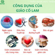 Giảo cổ lam giúp hạ mỡ máu, giảm đường huyết và ngăn ngừa biến chứng tiểu đường