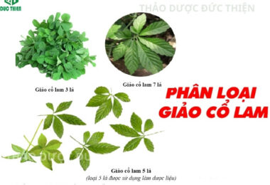 Tại Sao Nên Chọn Giảo Cổ Lam 5 Lá Thay Vì 3 Hay 7 Lá?