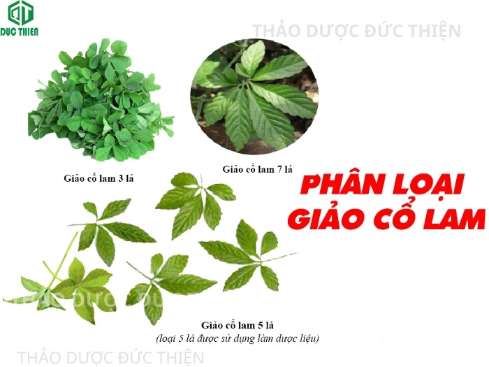 Phân biệt giảo cổ lam 3 lá, 5 lá và 7 lá.