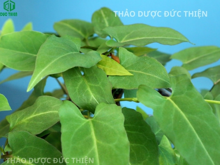 Hình ảnh lá cây hà thủ ô đỏ tươi xanh giúp nhận biết dược liệu chuẩn ngoài tự nhiên