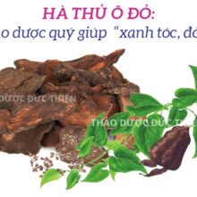 Hà thủ ô đỏ là thảo dược quý giúp xanh tóc đỏ da và tăng cường tuổi thọ