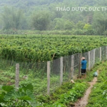 Vùng trồng cây hà thủ ô đỏ sạch chuẩn GAP cung cấp nguyên liệu chất lượng cho Đức Thiện