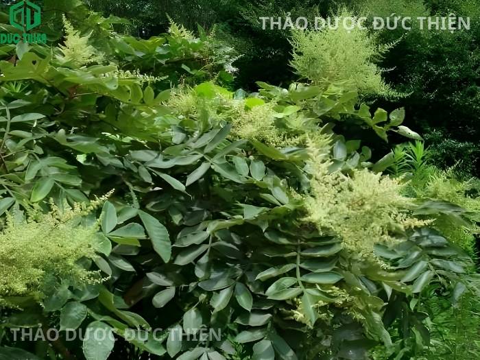 Hình ảnh cây muối tươi diêm phu mộc mọc tự nhiên trong rừng với lá kép lông chim đặc trưng