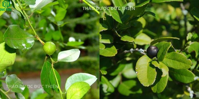 Hình ảnh quả quýt gai trái tầm xoong khi chín có màu đen tròn vị the như vỏ cam giúp nhận biết cây thuốc thật