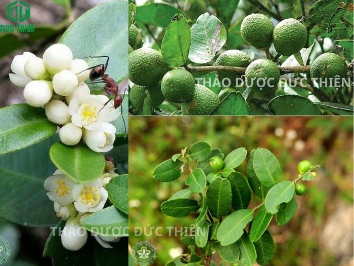 Cây gai tầm xoong quýt gai mọc tự nhiên với hoa màu trắng và gai nhọn ở nách lá