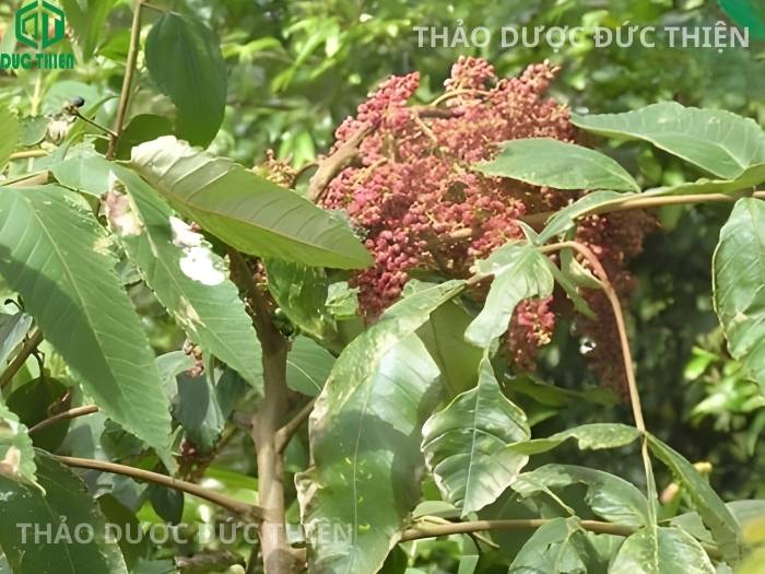 Chùm quả cây muối rừng khi chín có màu đỏ phủ lớp phấn trắng vị mặn giúp phân biệt với các loại cây dại khác