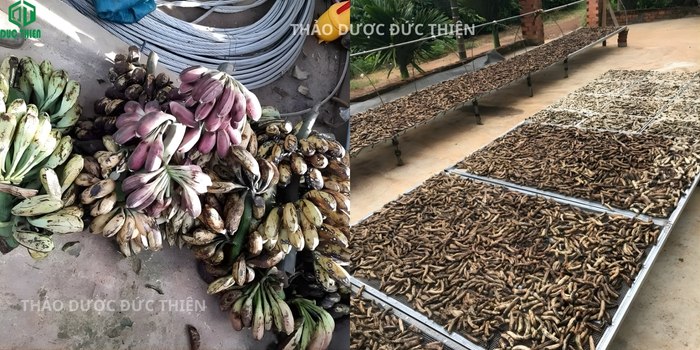 Quy trình phơi khô chuối hột rừng Tây Nguyên sạch sẽ dưới nắng to đảm bảo vệ sinh và dược tính tại Đức Thiện.