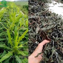 Hình ảnh so sánh cây bồ công anh tươi ngoài tự nhiên và dược liệu khô sau khi sơ chế