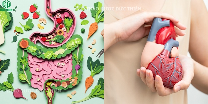 Công dụng của táo mèo khô giúp tiêu hóa tốt giảm mỡ máu và bảo vệ tim mạch hiệu quả.