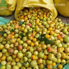 Nguyên liệu quả táo mèo tươi chín má đào vùng núi Yên Bái dùng để sấy khô làm thuốc.