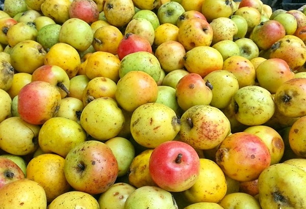 Táo mèo khô tây bắc